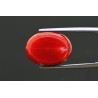 14.21 cts Natural Coral (Moonga)
