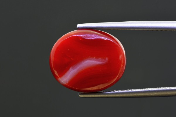 8.76 cts Natural Coral (Moonga)