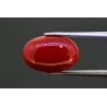 6.08 cts Natural Coral (Moonga)