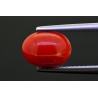 2.72 cts Natural Coral (Moonga)