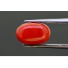 2.88 cts Natural Coral (Moonga)