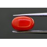 3.29 cts Natural Coral (Moonga)