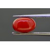 3.47 cts Natural Coral (Moonga)