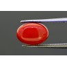 3.37 cts Natural Coral (Moonga)