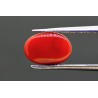 3.37 cts Natural Coral (Moonga)