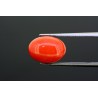 6.23 cts Natural Coral (Moonga)