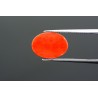 6.23 cts Natural Coral (Moonga)