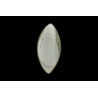3.61 cts Natural Cats Eye (Lehsunia)