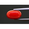 2.86 cts Natural Coral (Moonga)