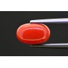 2.91 cts Natural Coral (Moonga)
