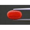 2.91 cts Natural Coral (Moonga)