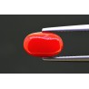2.46 cts Natural Coral (Moonga)