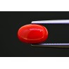 2.88 cts Natural Coral (Moonga)
