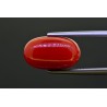 8.78 cts Natural Coral (Moonga)
