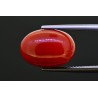 10.97 cts Natural Coral (Moonga)