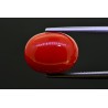 8.51 cts Natural Coral (Moonga)
