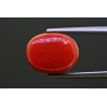 8.51 cts Natural Coral (Moonga)