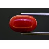 10.63 cts Natural Coral (Moonga)