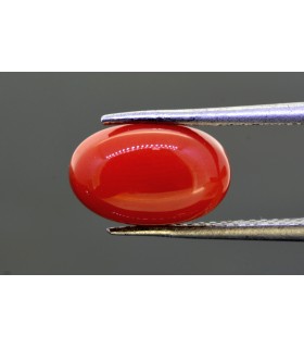 3.65 cts Natural Coral (Moonga)