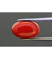 3.65 cts Natural Coral (Moonga)