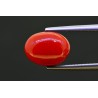 4.56 cts Natural Coral (Moonga)