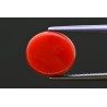 4.75 cts Natural Coral (Moonga)