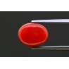 4.47 cts Natural Coral (Moonga)