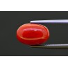 5.25 cts Natural Coral (Moonga)