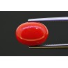 5.18 cts Natural Coral (Moonga)