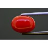 5.76 cts Natural Coral (Moonga)