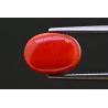 5.76 cts Natural Coral (Moonga)