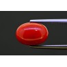 5.3 cts Natural Coral (Moonga)