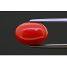 5.23 cts Natural Coral (Moonga)