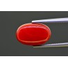 6.62 cts Natural Coral (Moonga)
