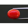 7.23 cts Natural Coral (Moonga)