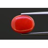7.23 cts Natural Coral (Moonga)