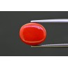 7.61 cts Natural Coral (Moonga)