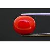 9.41 cts Natural Coral (Moonga)