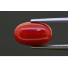 4.84 cts Natural Coral (Moonga)