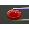 4.95 cts Natural Coral (Moonga)