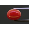 5.81 cts Natural Coral (Moonga)