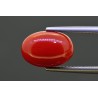 5.52 cts Natural Coral (Moonga)