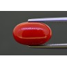 5.81 cts Natural Coral (Moonga)