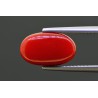 5.81 cts Natural Coral (Moonga)
