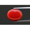 5.94 cts Natural Coral (Moonga)