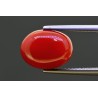5.93 cts Natural Coral (Moonga)