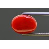 5.93 cts Natural Coral (Moonga)
