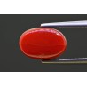 5.24 cts Natural Coral (Moonga)