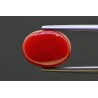 5.82 cts Natural Coral (Moonga)