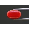 5.28 cts Natural Coral (Moonga)